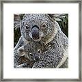 Koala Mother Holding Joey Australia #1 Framed Print