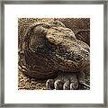 Komodo Dragon Male Basking Komodo Island Framed Print