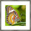 Lacewing Butterfly  #1 Framed Print