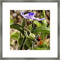 Ladybug On Spiderwort #1 Framed Print