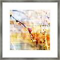 Larch Bud Fairy Forest In The Early Morning #2 Framed Print