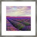 Lavender Field At Dusk Framed Print