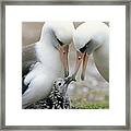 Laysan Albatross Parents Exchanging #1 Framed Print