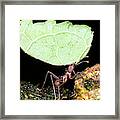 Leafcutter Ant #1 Framed Print