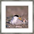 Least Tern #1 Framed Print