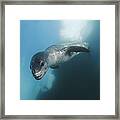 Leopard Seal  Antarctica #2 Framed Print