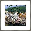 Lichens On A Tree #1 Framed Print