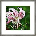 Lily Flower #2 Framed Print