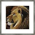 Lion Of Judah Framed Print