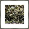 Live Oaks #1 Framed Print