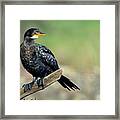 Long-tailed Cormorant #1 Framed Print