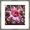 Love This Picture? Check Out My Gallery #1 Framed Print