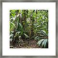 Lowland Rainforest Costa Rica #1 Framed Print