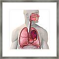 Lung Cancer #1 Framed Print