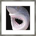 Mack The Shark Framed Print