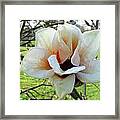 Magnolia 2 #1 Framed Print