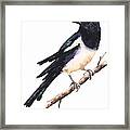 Magpie Painting #1 Framed Print