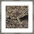 Makgadikgadi Agama #1 Framed Print