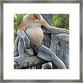 Male Proboscis Monkey #1 Framed Print