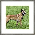 Malinois, Belgian Shepherd Dog #1 Framed Print