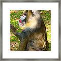 Mandrill #1 Framed Print