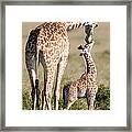 Masai Giraffe Giraffa Camelopardalis #1 Framed Print