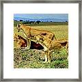 Masai Mara Game Reserve Kenya #2 Framed Print