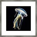 Mauve Stinger Jellyfish #1 Framed Print