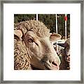 Merino Sheep, Flags In Background #1 Framed Print