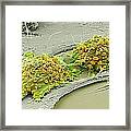 Mesenchymal Stem Cells, Sem #1 Framed Print