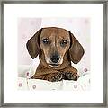 Miniature Short-haired Dachshund Framed Print Miniature Short-haired Dachshund Framed Print