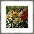 Mixed Color Poppies #1 Framed Print