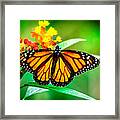 Monarch Butterfly #2 Framed Print