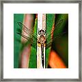 Morning Dragon Fly #1 Framed Print