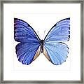 Morpho Butterfly #1 Framed Print