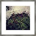 #moss #nature
#snow #snowy #苔 #1 Framed Print