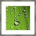 Water Drop On Green Leaf Framed Print