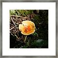 Mushroom #2 Framed Print