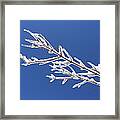 Winter's Icing Framed Print