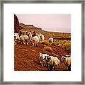 Navajo Sheep #1 Framed Print