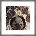 Northern Flicker  In Nest Cavity  Alaska #1 Framed Print