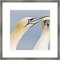 Northern Gannets Greeting Saltee Island Framed Print