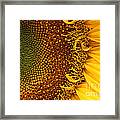 O Sunflower Framed Print