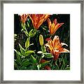 Orange Tiger Lilies #1 Framed Print