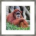 Orangutan Pongo Pygmaeus Borneo Indonesia #1 Framed Print