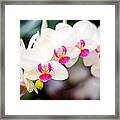 Orchid Beauty #1 Framed Print