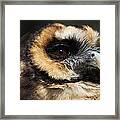 Owl #1 Framed Print
