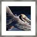 Pelican Flight #1 Framed Print