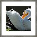 Pelican Preening #1 Framed Print