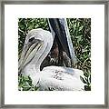 Pelicans Of Beacon Island 2 Framed Print